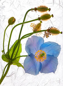 Meconopsis
